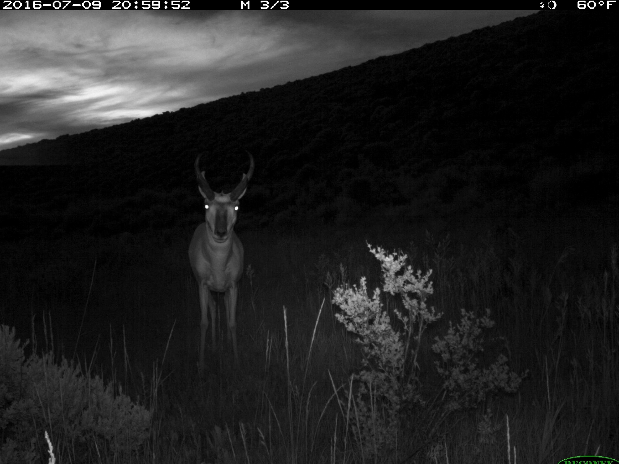 A pronghorn antelope standing in a meadow is captured on a night time trail cam. Its eyes are illuminated from the flash.