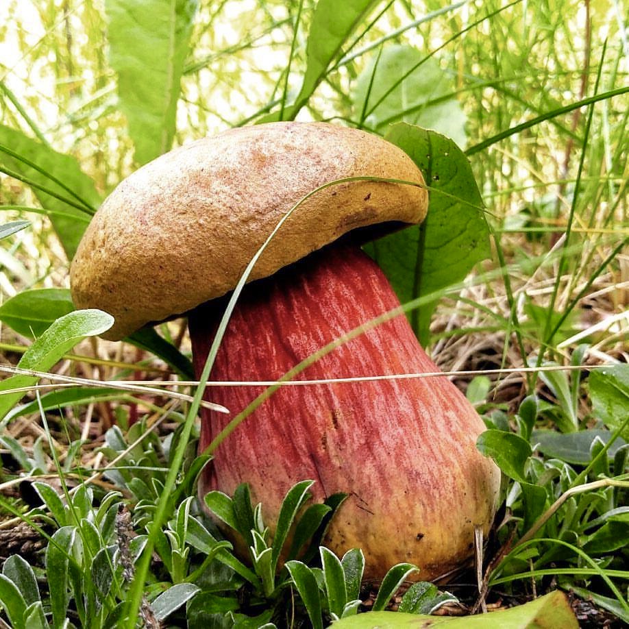 Mushroom: Daily Prompt